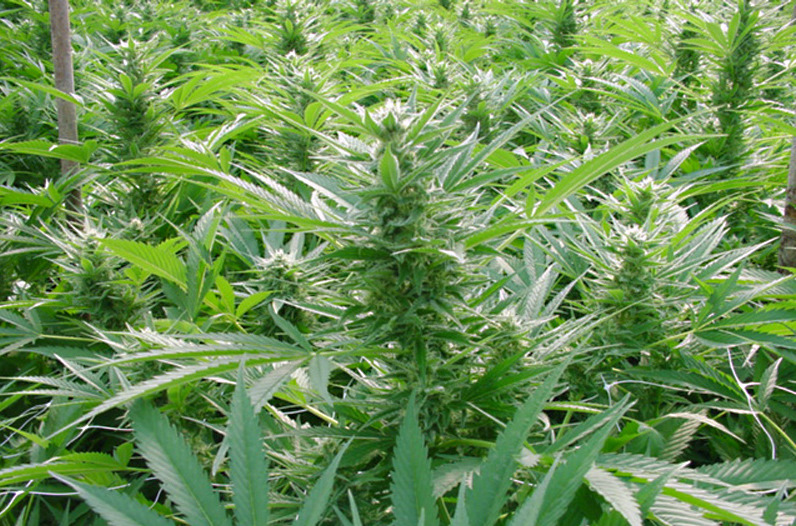 500 drug plants destroyed last year