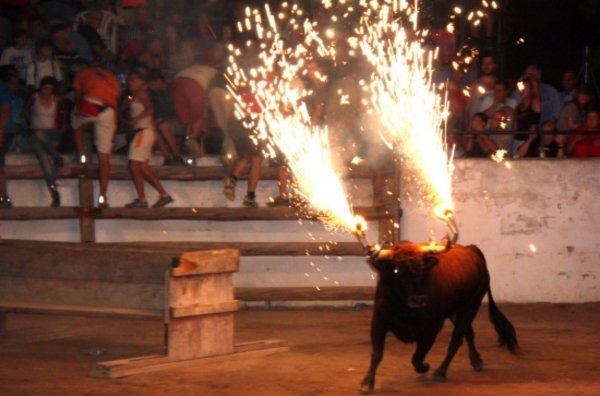 Controversial bull running event banned