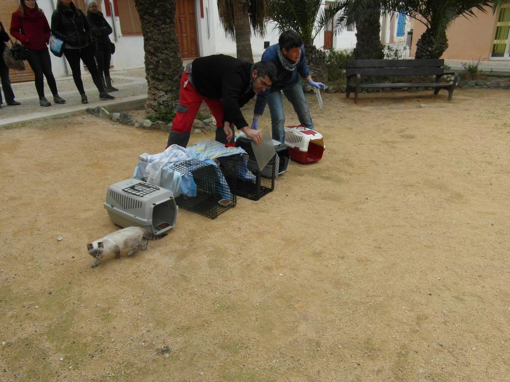 Feral cats and kittens treated on Costa Blanca island