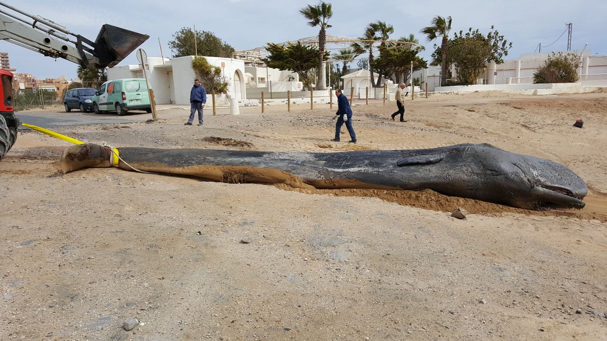 Murcian authorities pledge to clean up coast after whale dies with stomach full of plastic