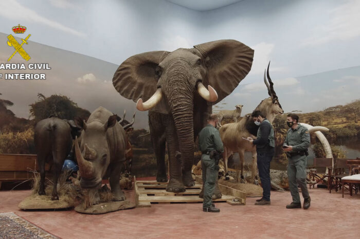 Largest taxidermy find in Europe discovered in Spain