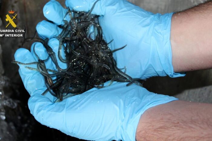 30 people arrested in Spain for smuggling €20 million worth of eels